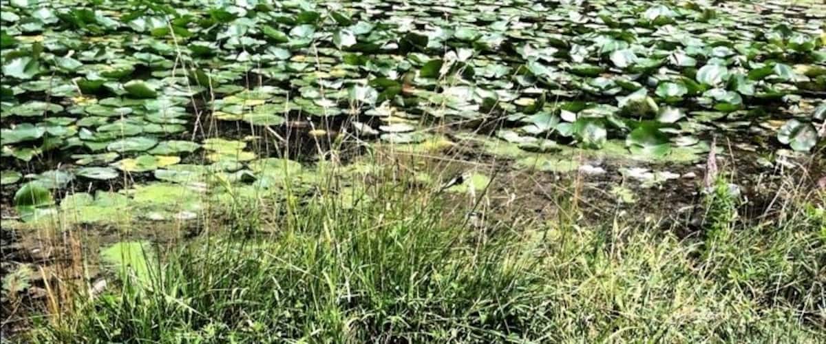 Hole 15 at Deer Lakes Park DG Course. #discgolf #frolf #nature #deerlakespark