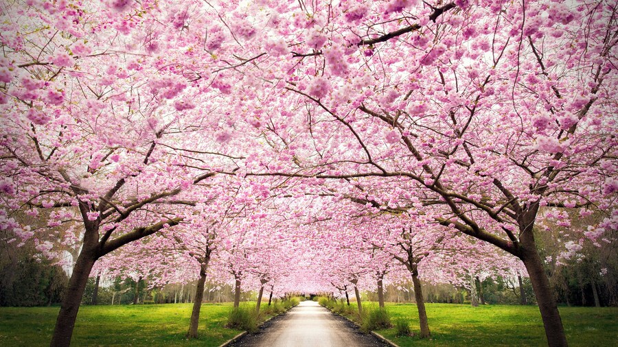 500px Photo ID: 66342731 - Spring in Copenhagen, My home. follow my facebook page for news and contests. www.facebook.com/fessel © www.thorbjornfessel.dk