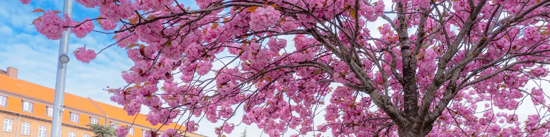 A tree with pink blossoms, a curved road, and buildings in the background.