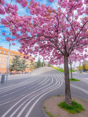 A tree with pink blossoms, a curved road, and buildings in the background.