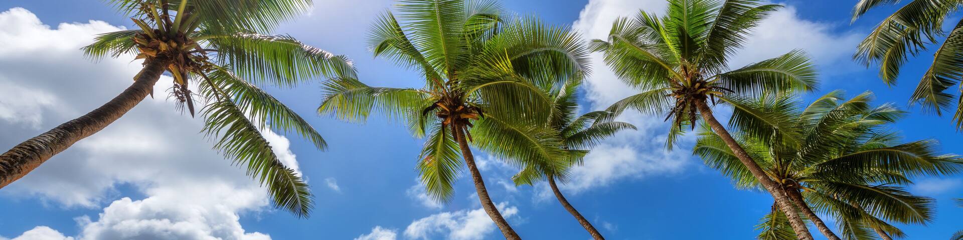 Coco palms in tropical beach and Caribbean sea