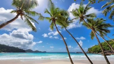 A beach with clear turquoise waters, palm trees, and a distant mountain range.