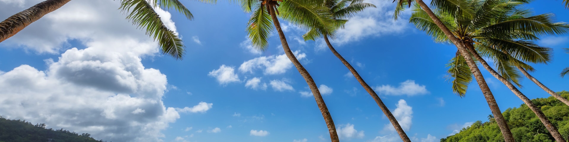 Coco palms in tropical beach and Caribbean sea