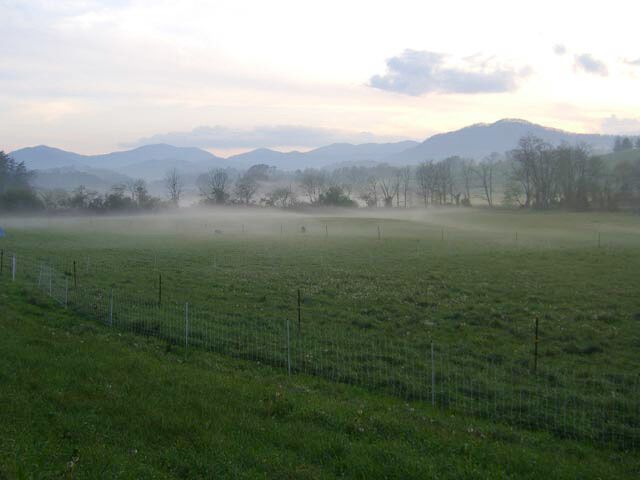 Sheep in pasture on a cool, misty summer evening near Asheville, NC.