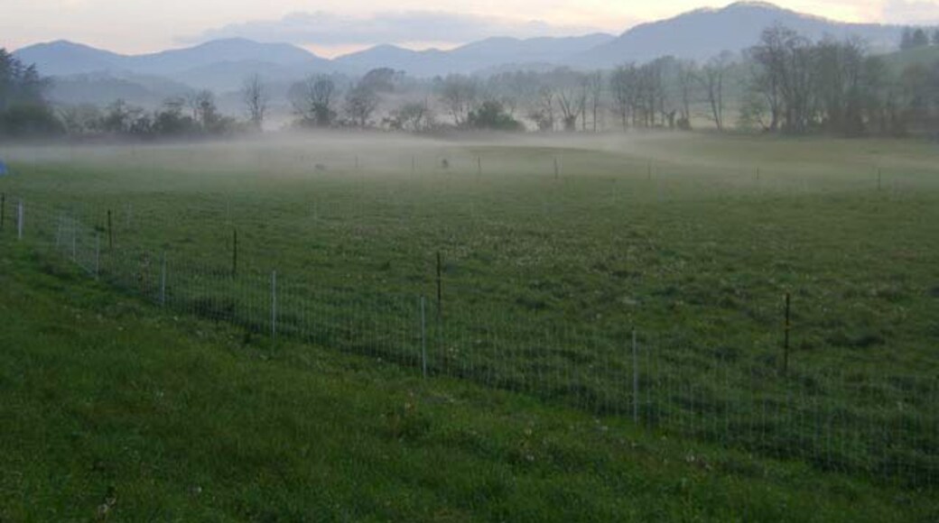 Sheep in pasture on a cool, misty summer evening near Asheville, NC.