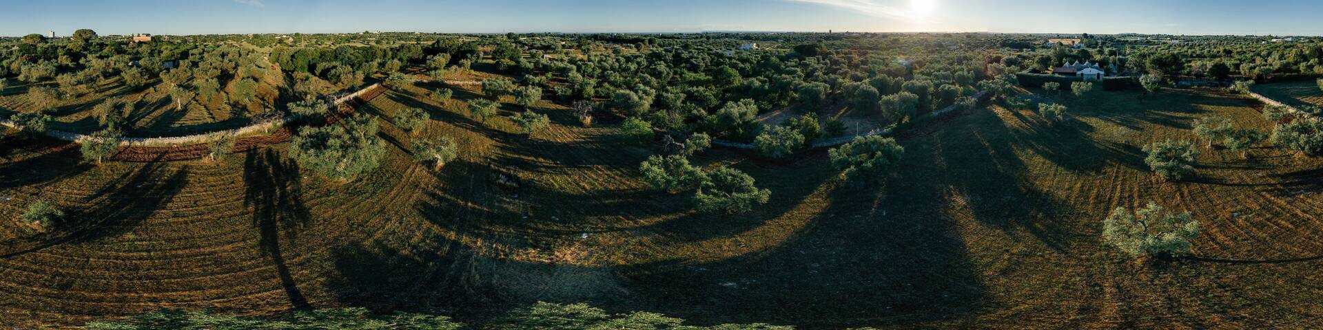 Olive tree in field summer in sunnyApulla Italy Drone 360 VR