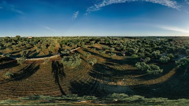 Olive tree in field summer in sunnyApulla Italy Drone 360 VR