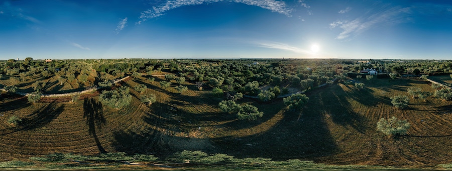 Olive tree in field summer in sunnyApulla Italy Drone 360 VR
