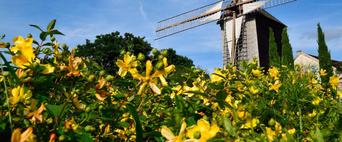 A windmill with a wooden structure and sails, surrounded by yellow flowers and greenery.