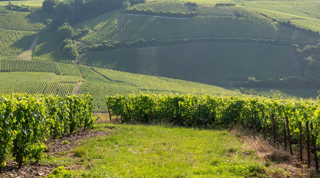 vineyards in the champagne region between reims and epernay in france