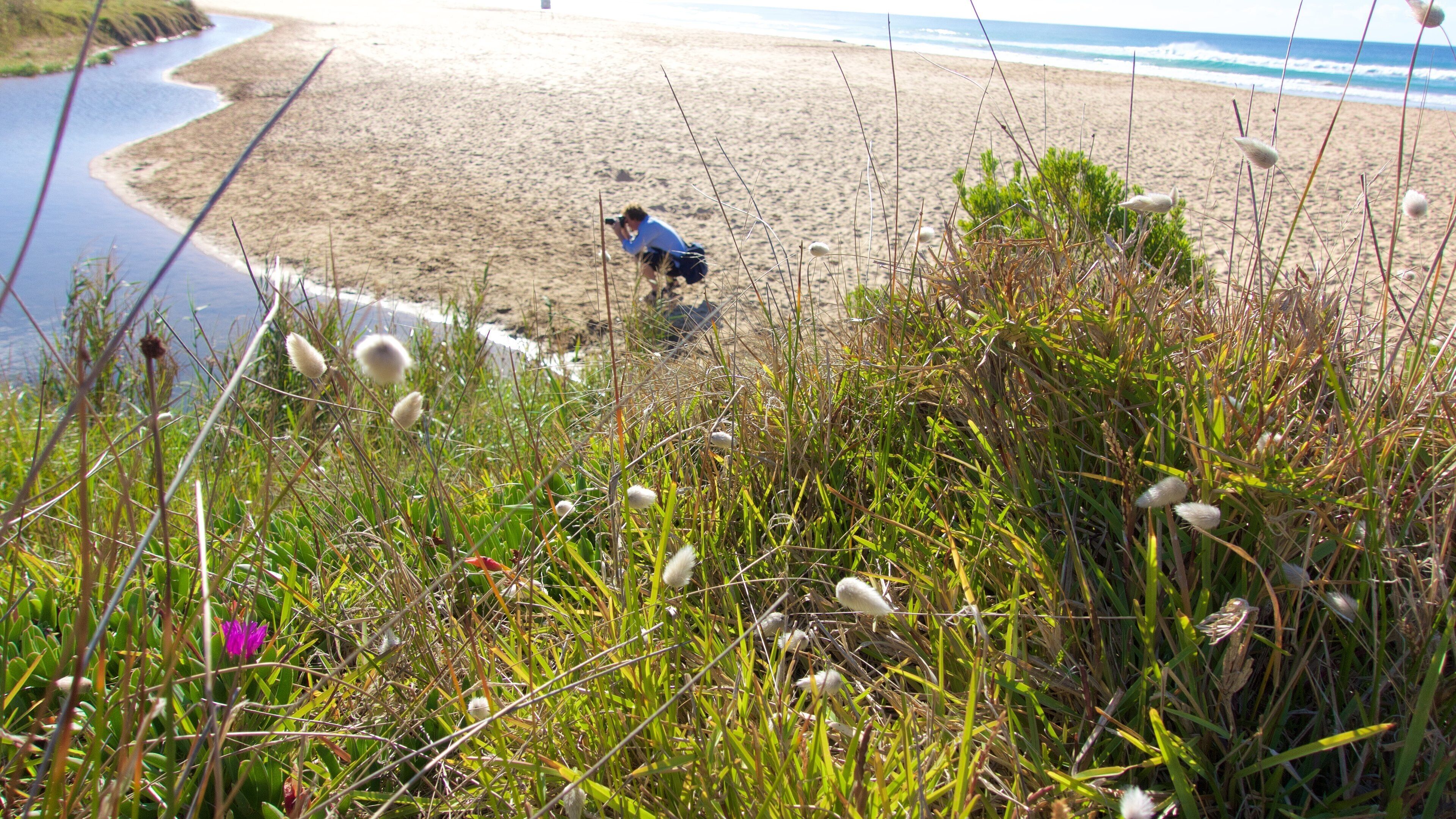 Skenes Creek showing wildflowers and general coastal views