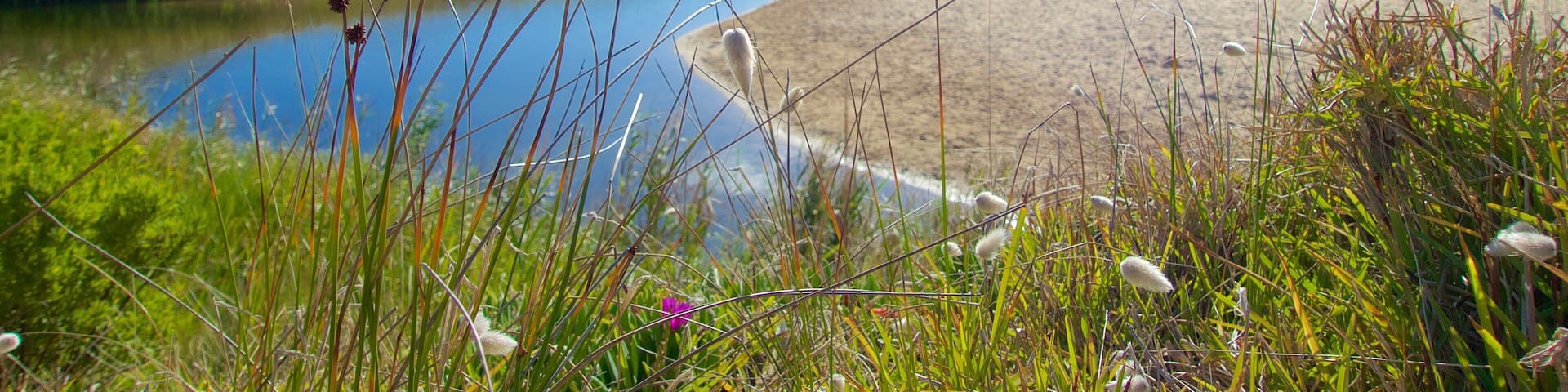 Skenes Creek featuring yleiset rantanäkymät ja luonnonvaraiset kukat
