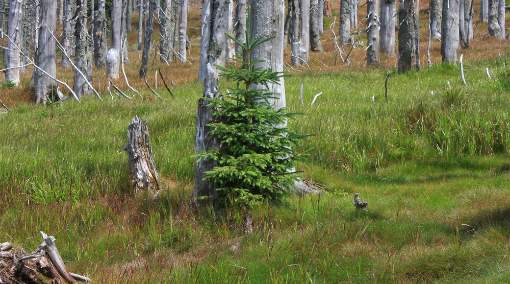 Picea abies, Rachel, Bavarian Forest Nationalpark