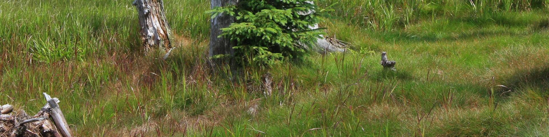 Picea abies, Rachel, Bavarian Forest Nationalpark