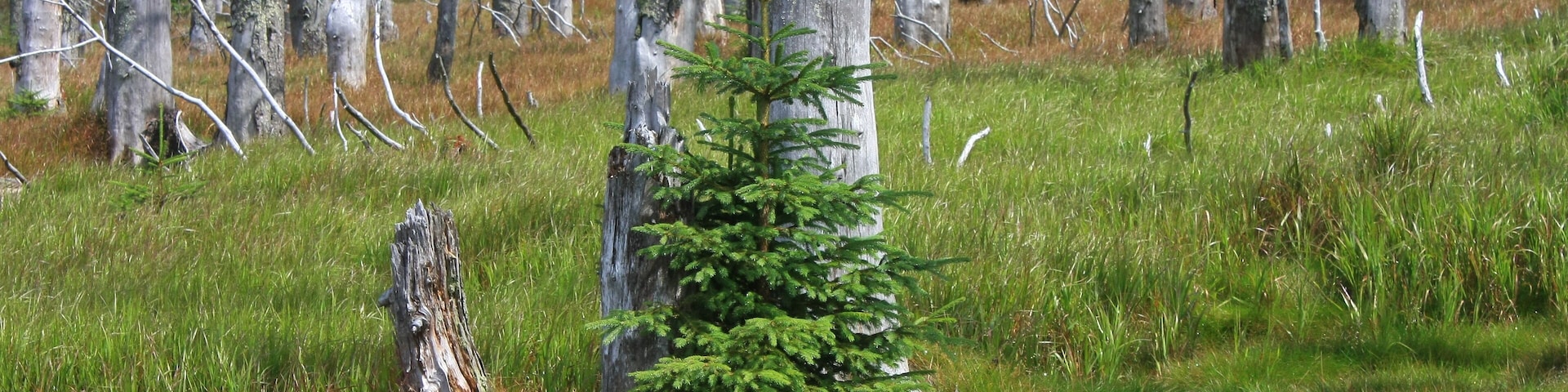 Picea abies, Rachel, Bavarian Forest Nationalpark