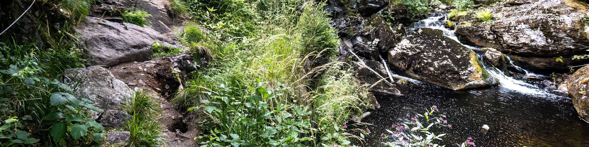 A forested area with a rocky stream, a wooden staircase, and lush greenery.