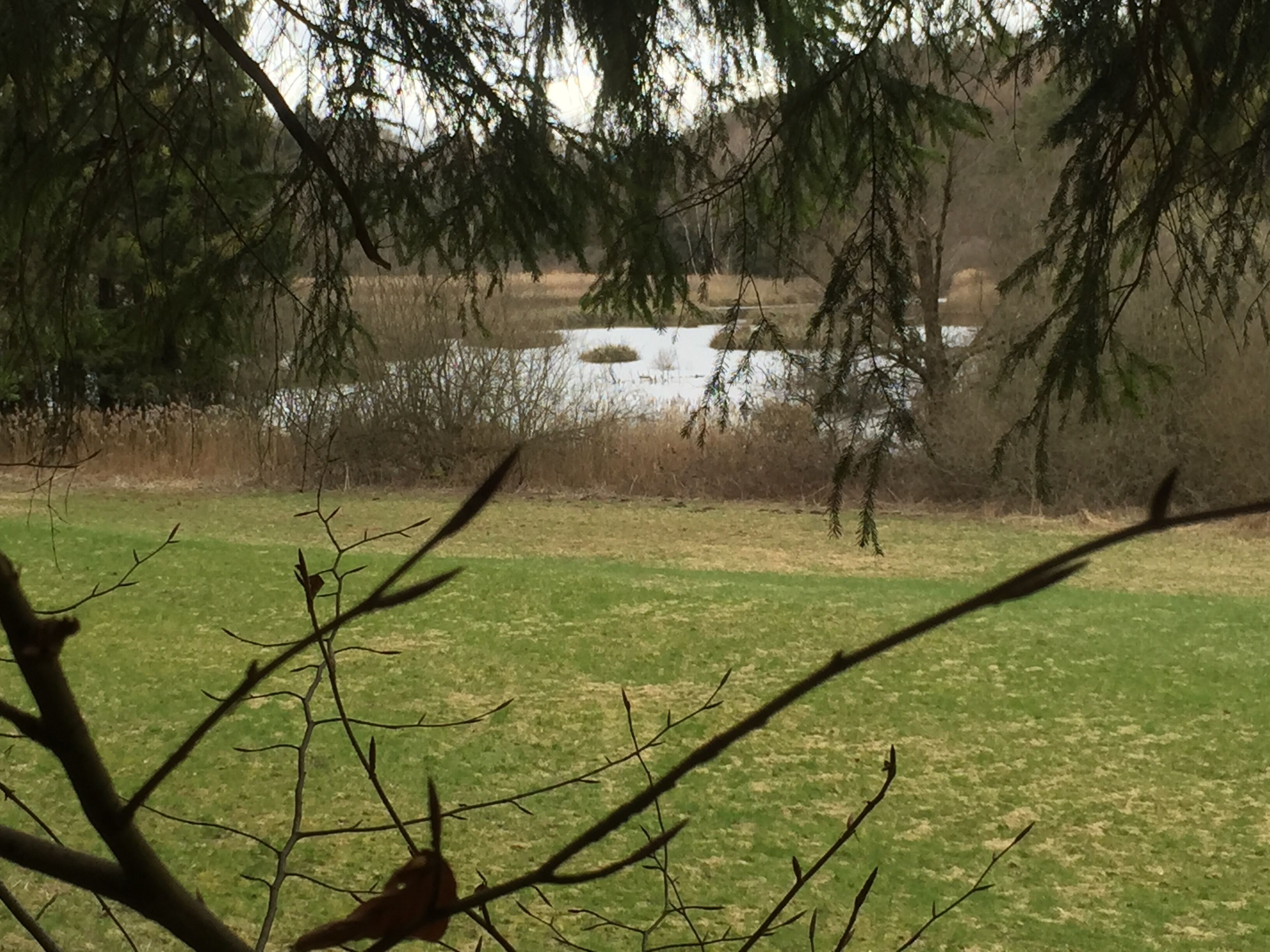 Naturschutzgebiet Bündtlisried bei Allensbach