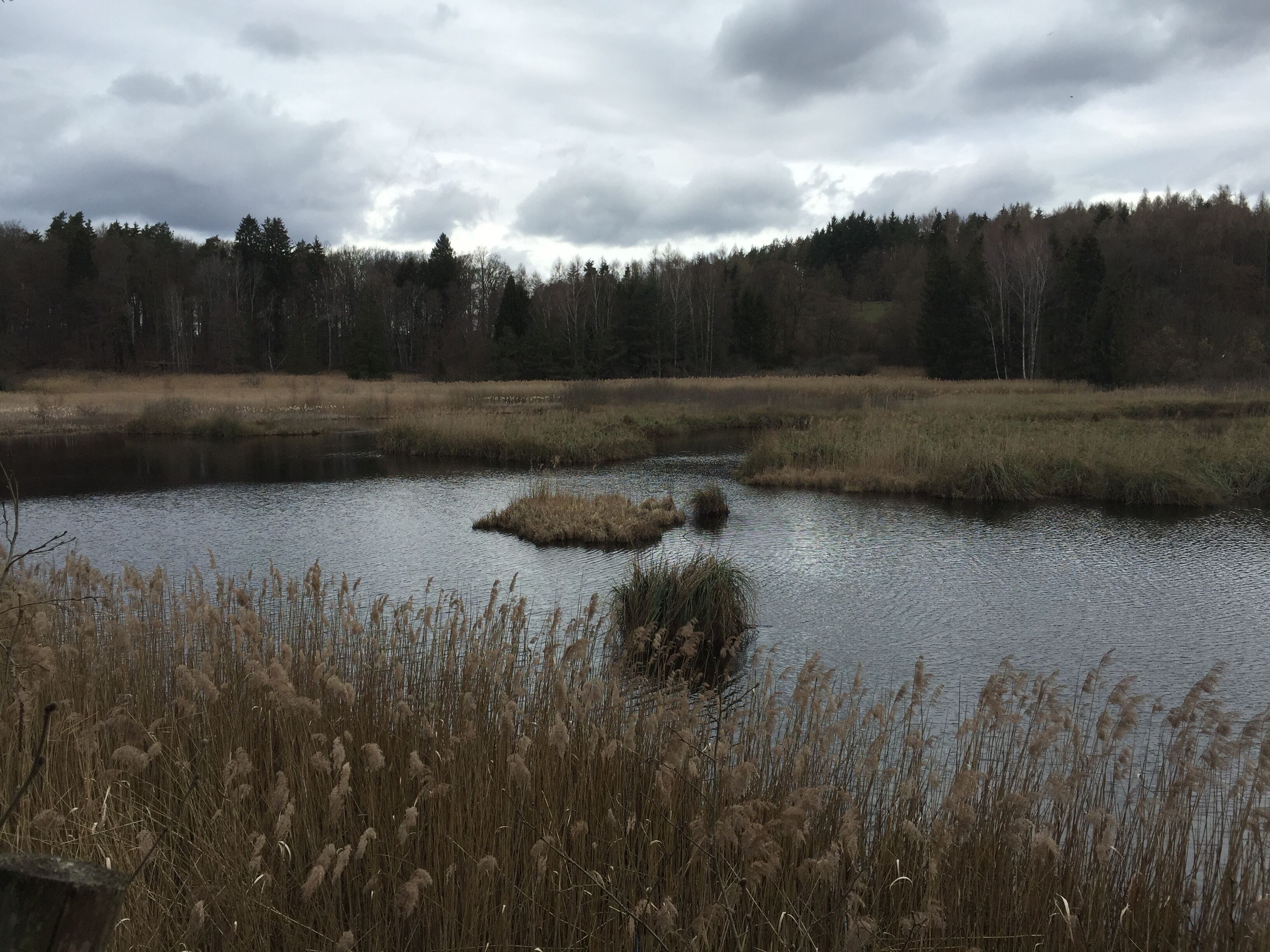 Naturschutzgebiet Bündtlisried bei Allensbach