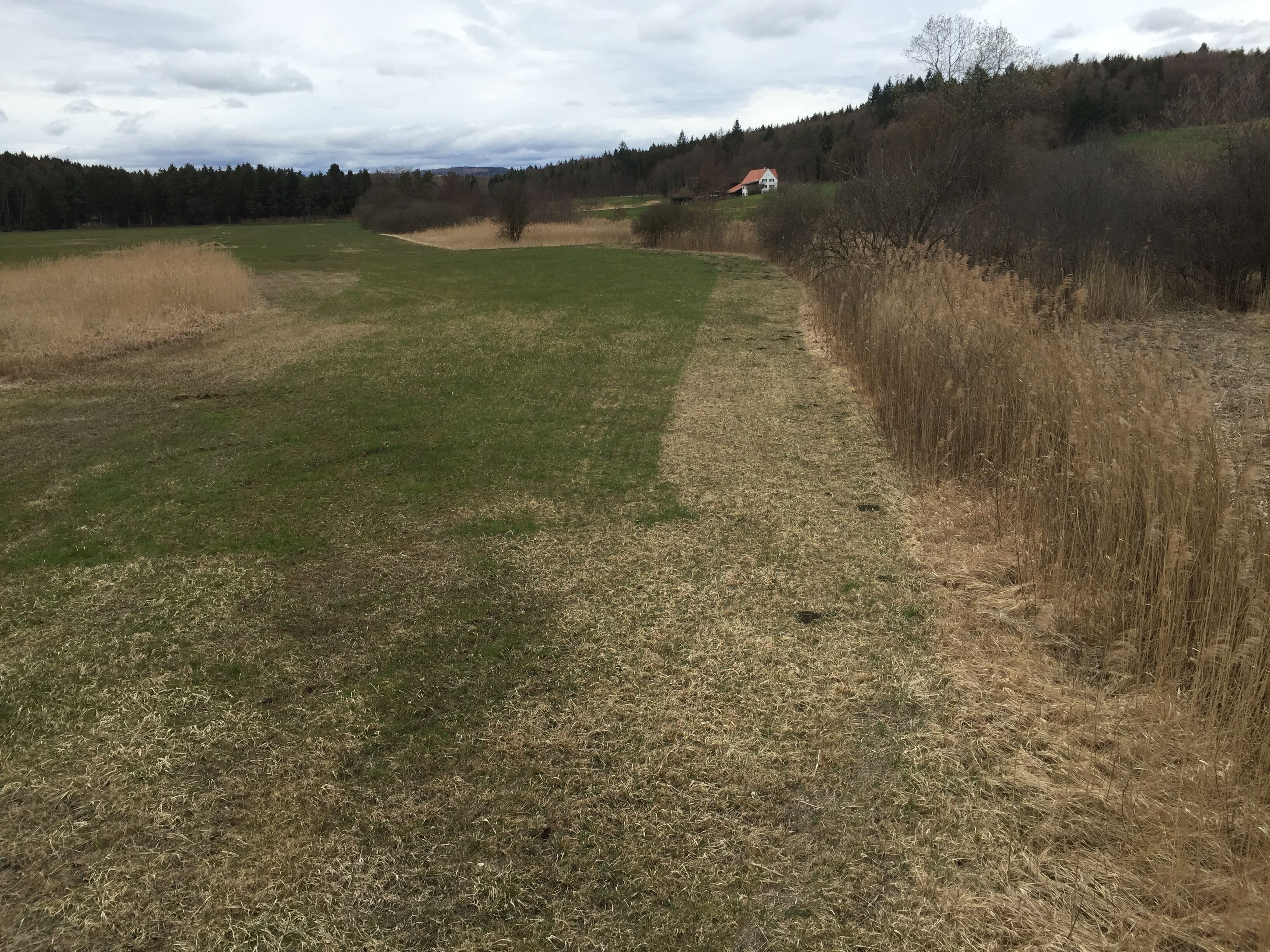 Naturschutzgebiet Fischerweihermoor bei Allensbach