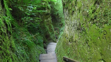 A narrow, moss-covered stone path flanked by lush green vegetation.