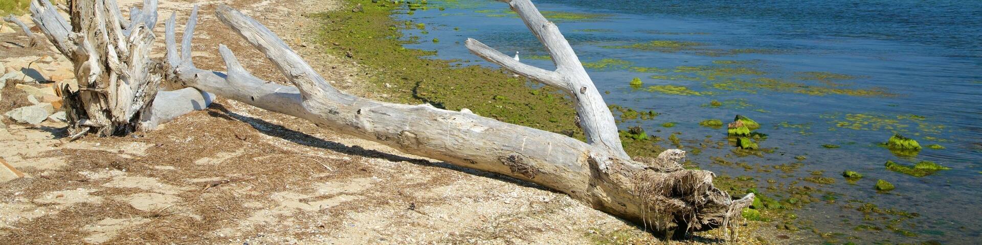 A dead tree trunk on a beach with clear blue water and distant trees.