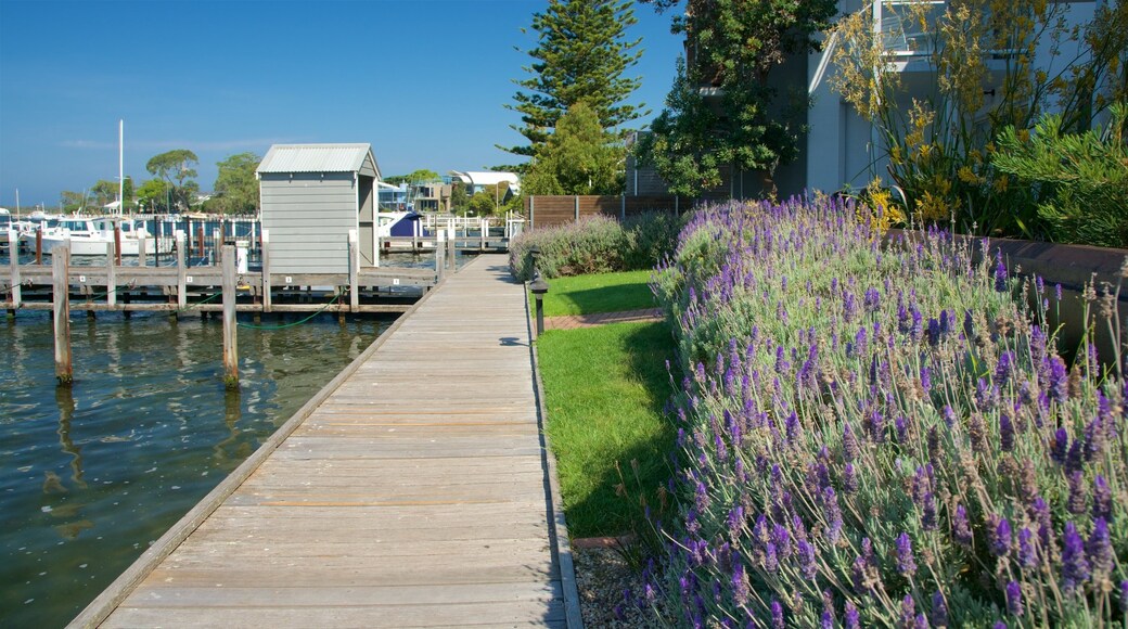 Gippsland welches beinhaltet Wildblumen