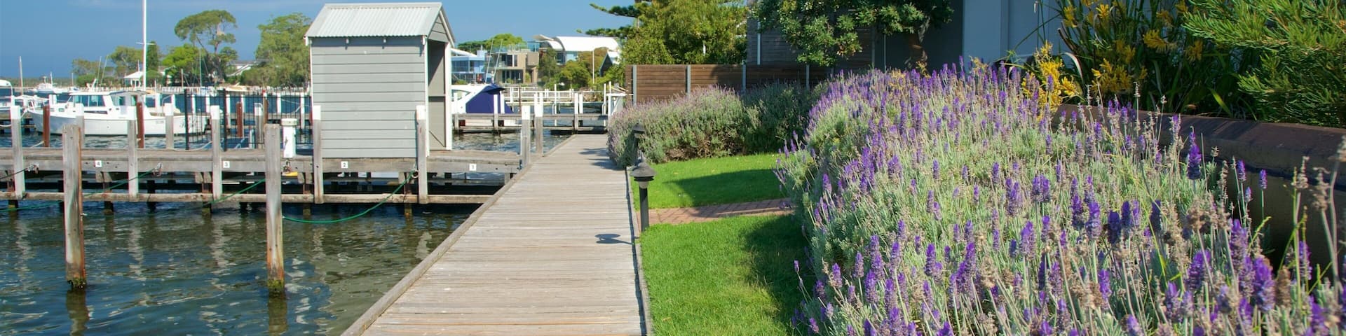 ギプスランド フィーチャー 野花