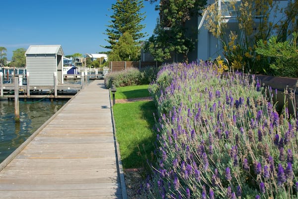 ギプスランド フィーチャー 野花