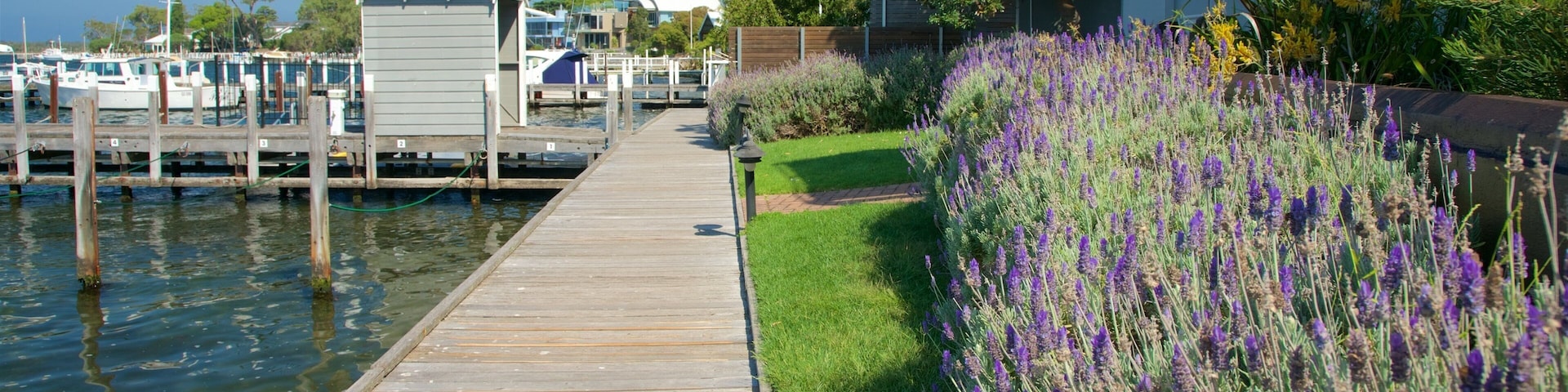 Gippsland caracterizando flores silvestres