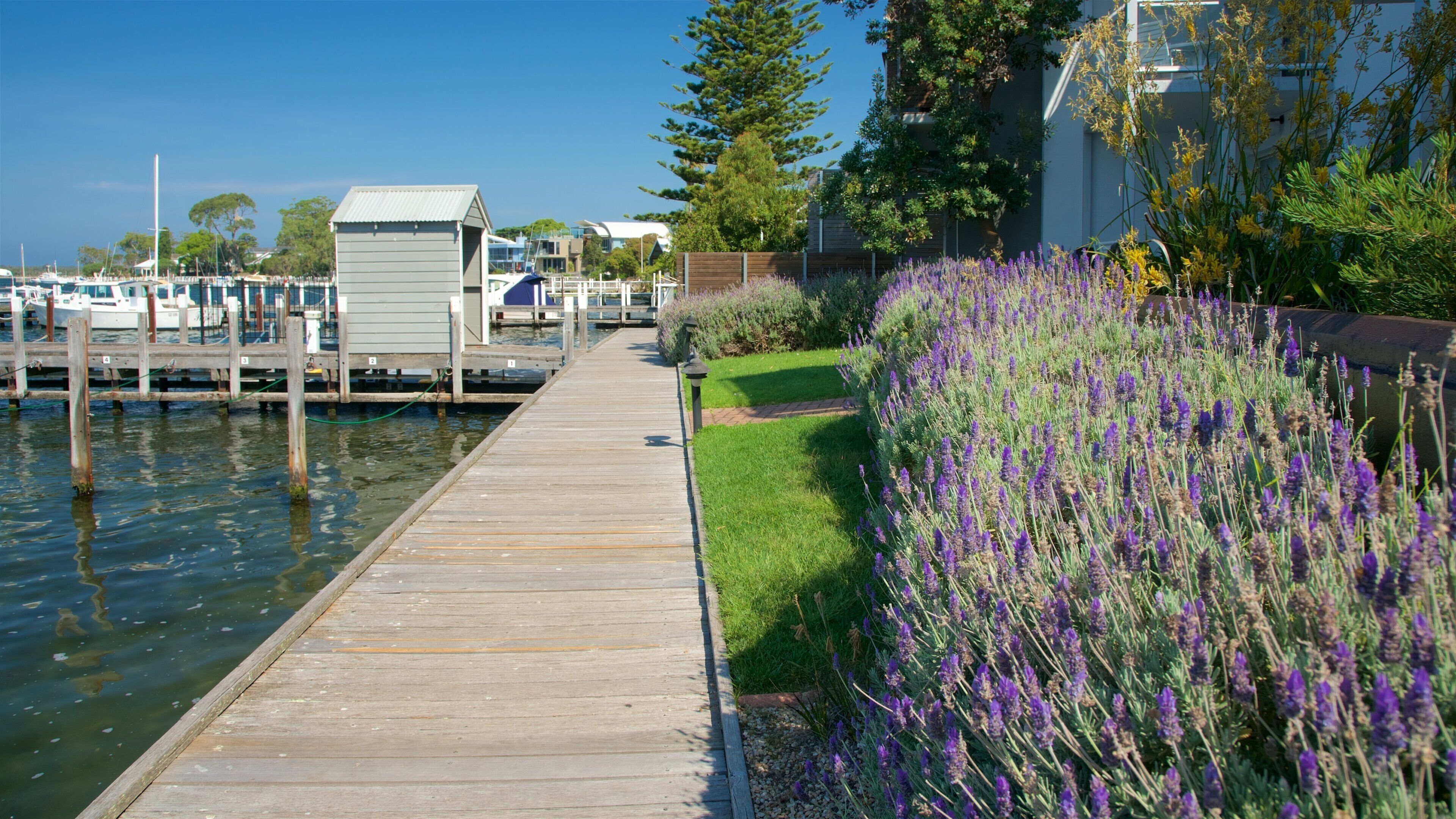 A wooden dock leading to a marina with boats, a small shed, and a row of lavender plants.
