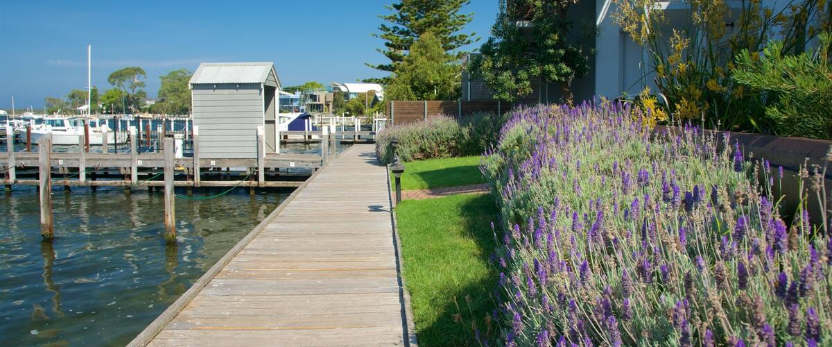 A wooden dock leading to a marina with boats, a small shed, and a row of lavender plants.