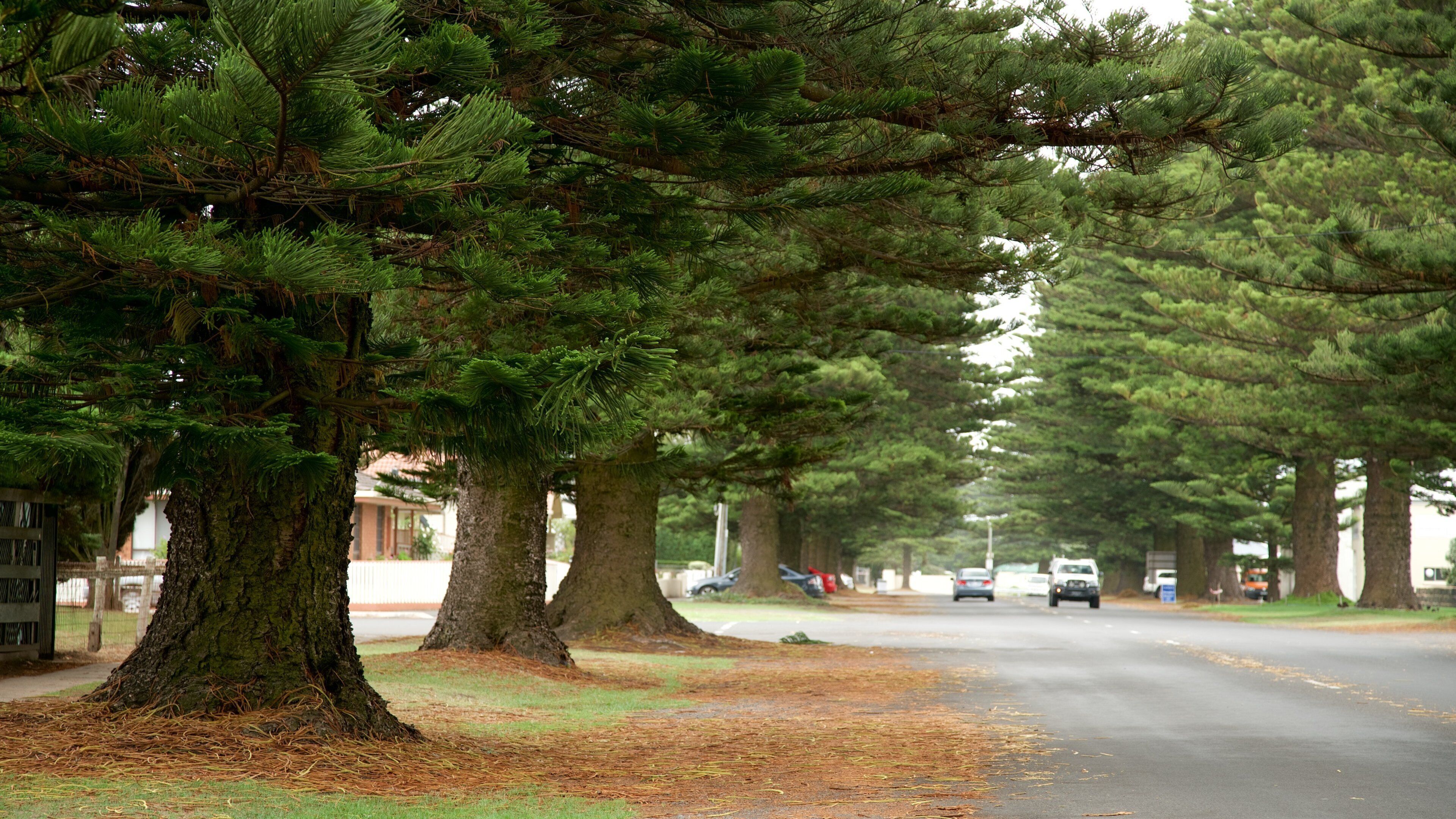 Sydvestlige Victoria som viser gadeliv