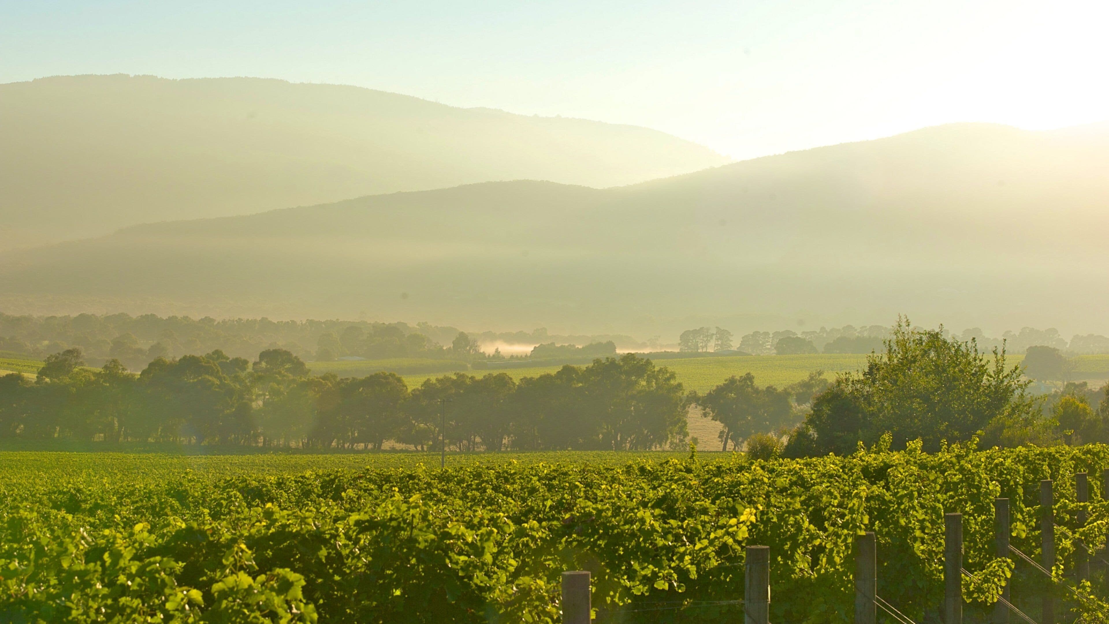Yarra Valley showing mist or fog, landscape views and farmland