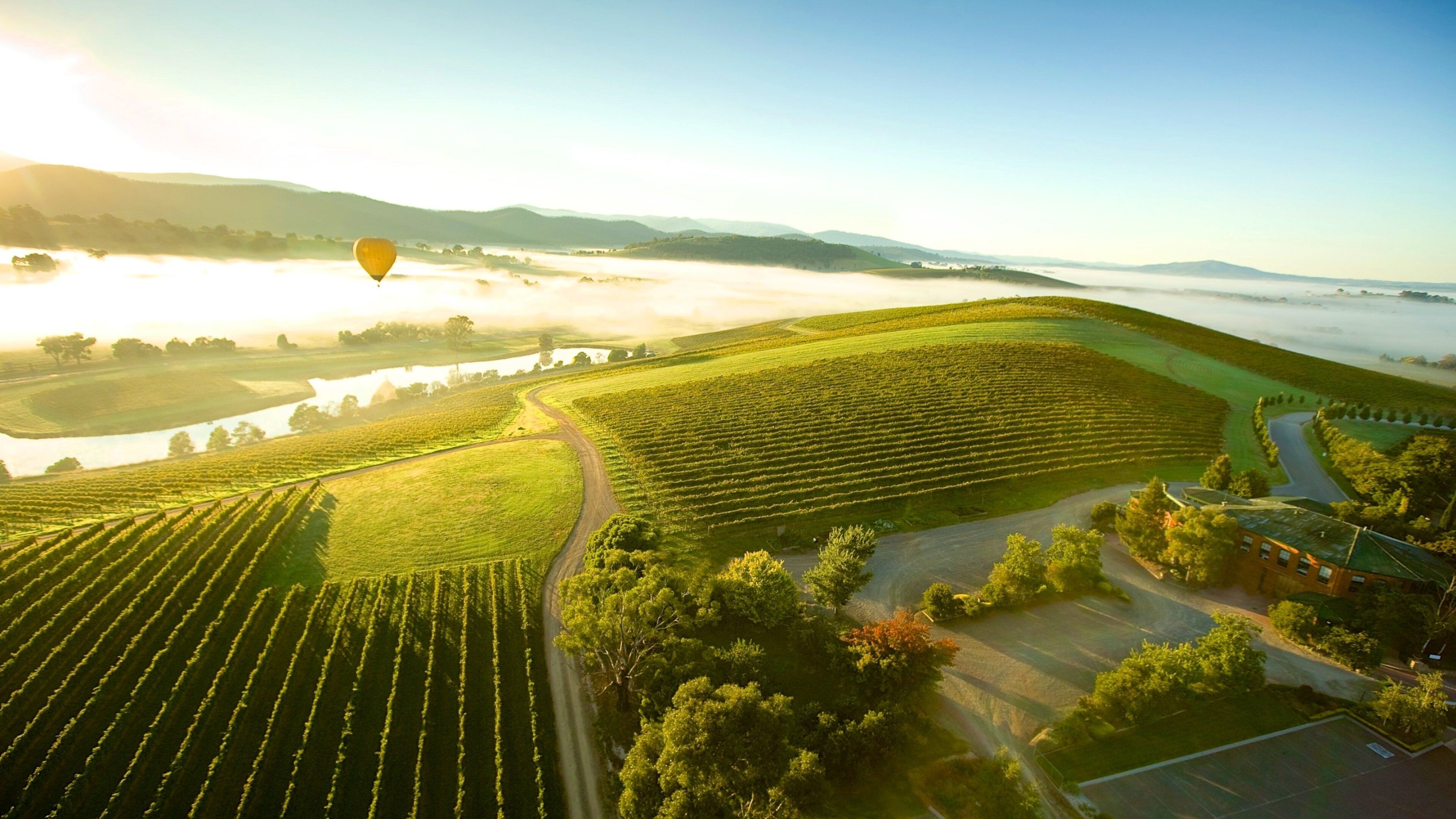 A vineyard with rows of grapevines, a winding road, and a hot air balloon in the distance.