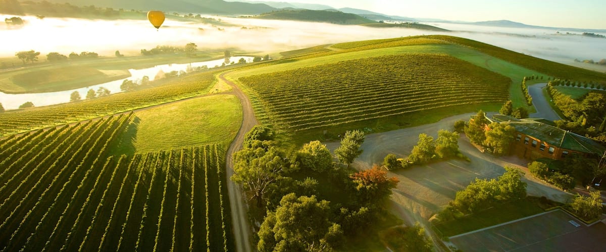 A vineyard with rows of grapevines, a winding road, and a hot air balloon in the distance.