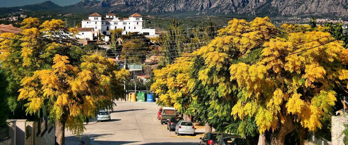 A street lined with yellow trees, parked cars, and a white building with a red roof in the background.