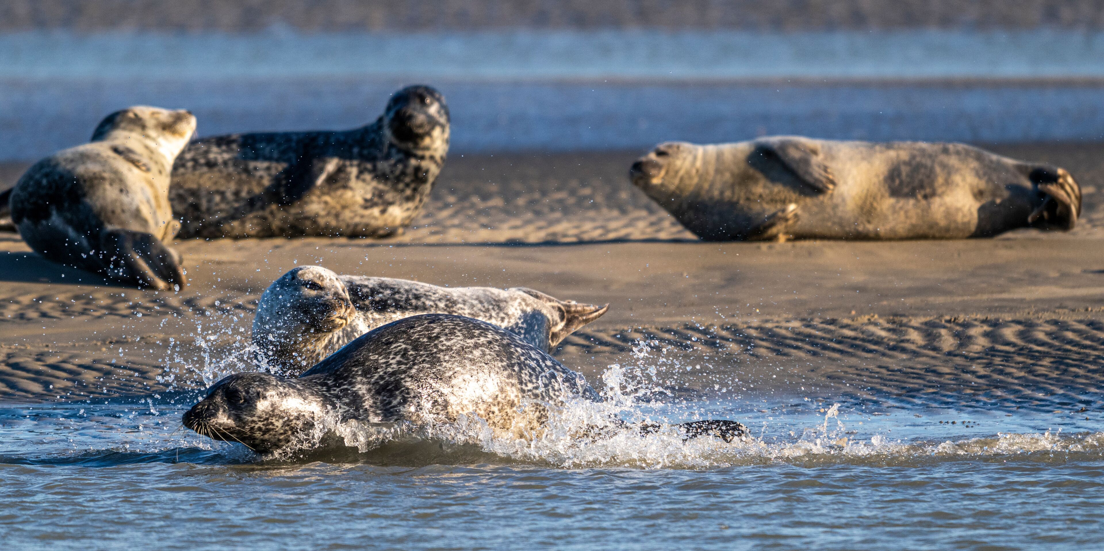 Phoques gris et phoques veau-marin à Berck-sur-mer