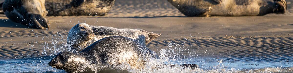 Phoques gris et phoques veau-marin à Berck-sur-mer