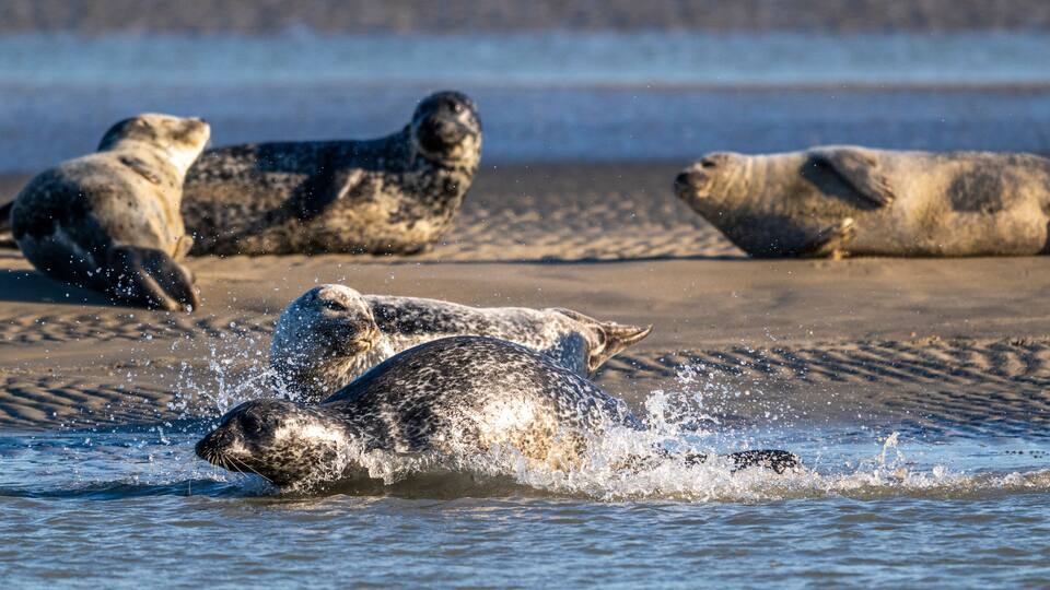 Seals on a sandy beach with water splashing around them.