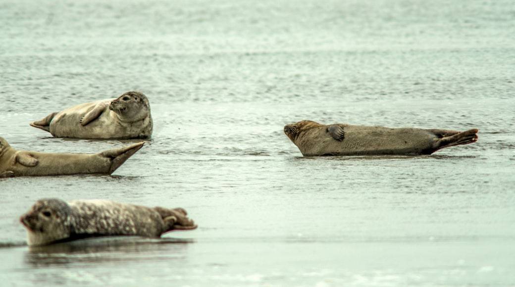 Phoques et veaux marins dans la baie de l'Authie à Berck-sur-Mer, Pas-de-Calais, France