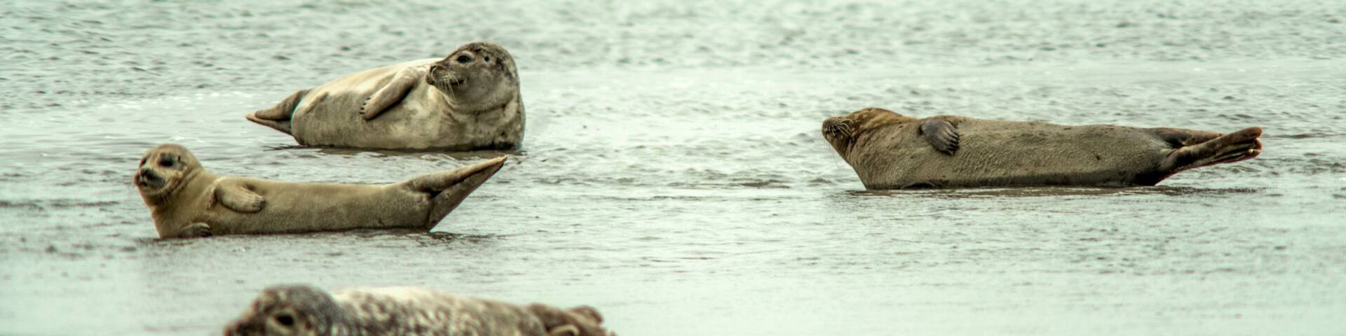 Phoques et veaux marins dans la baie de l'Authie à Berck-sur-Mer, Pas-de-Calais, France