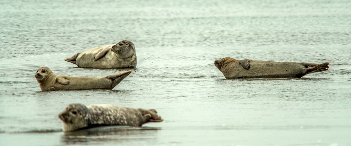 Four seals resting on a calm body of water.