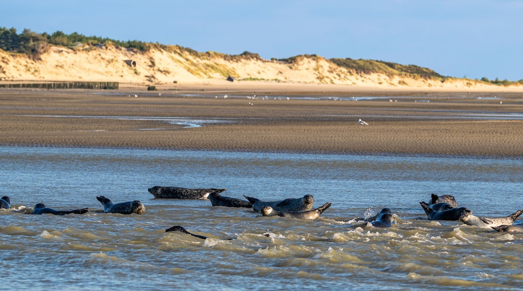 Phoques gris et phoques veau-marin à Berck-sur-mer