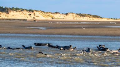 Berck-sur-Mer