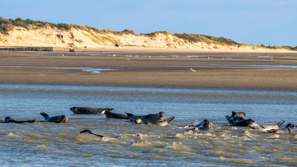 A beach with seals swimming in the water and a sandy shore with dunes in the background.
