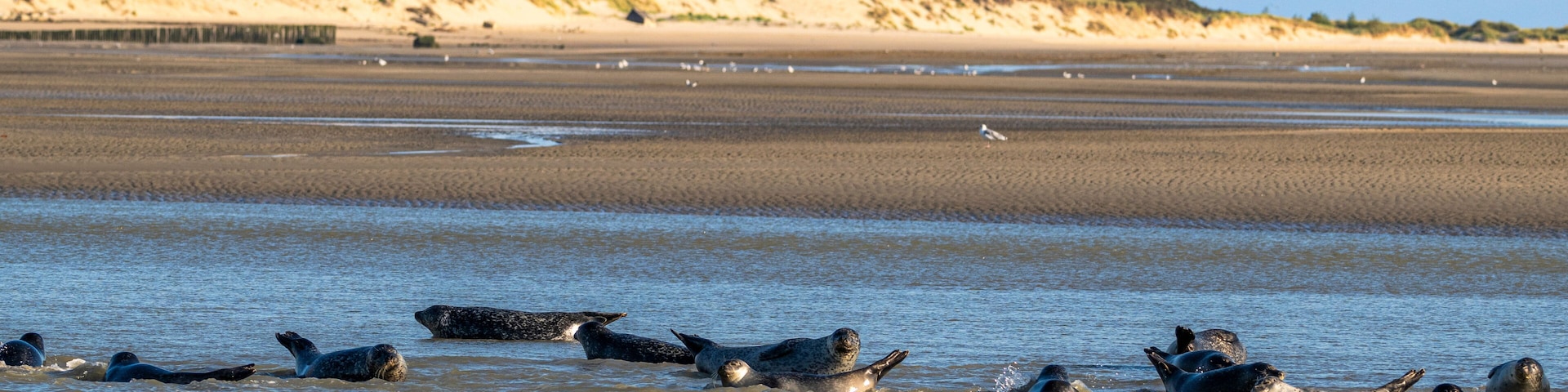 Phoques gris et phoques veau-marin à Berck-sur-mer