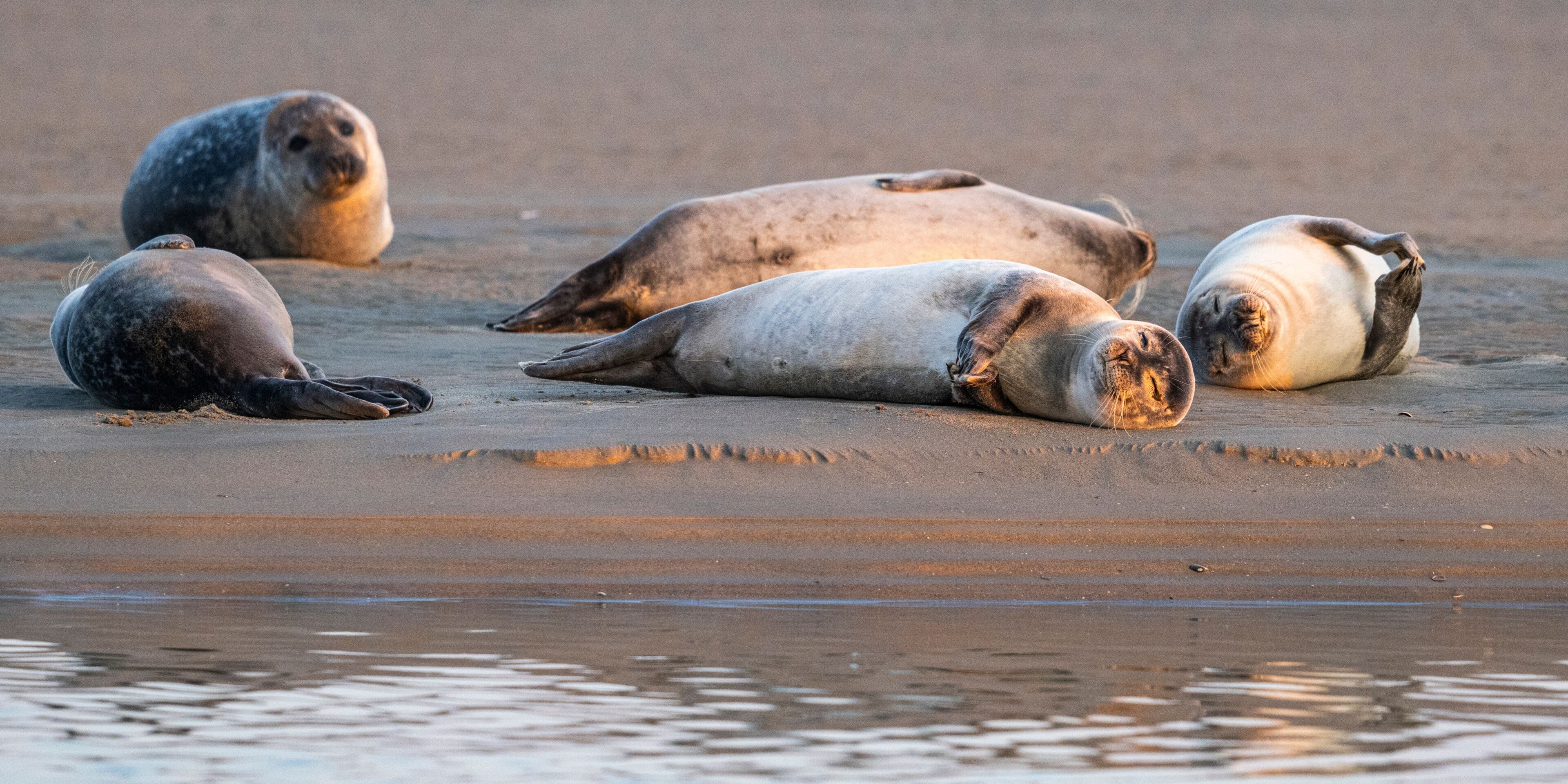 Phoques gris et phoques veau-marin à Berck-sur-mer