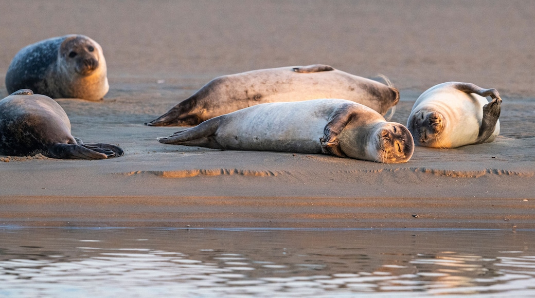 Phoques gris et phoques veau-marin à Berck-sur-mer