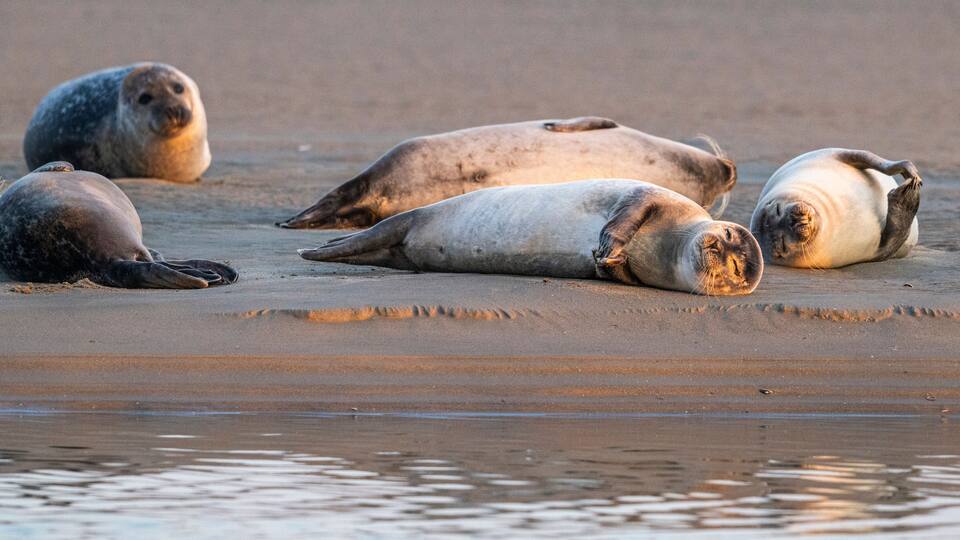 Seals resting on a sandy beach near water.