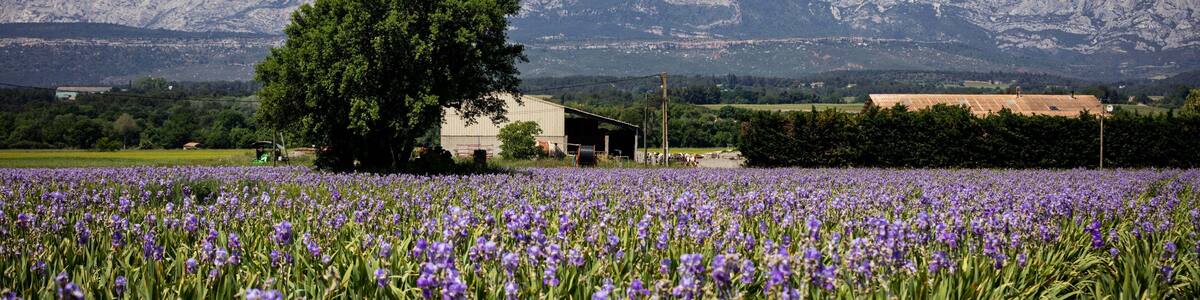 Trets , France - Champ d'Iris 3